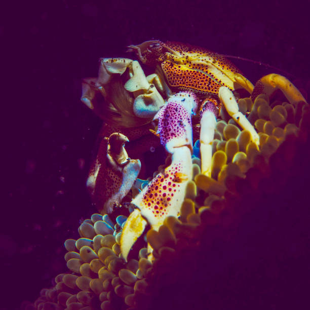 Scuba diving,  Men Scuba diver filming  with action underwater  camera Sea life - Lion fish  Beautiful sea life.  Underwater scene  coral reef and  Lionfish. Red Sea