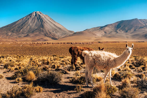 Llamas Grazing in the Atacama Desert with Mountainous Background stock photo