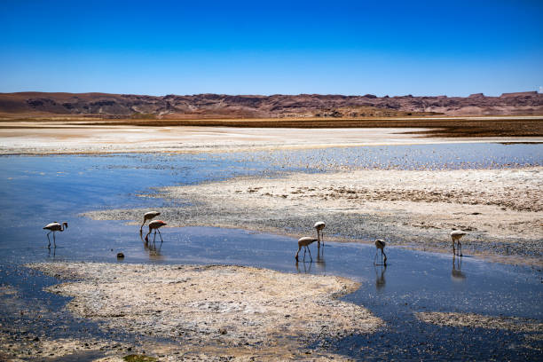 Flamingos wade through a reflective shallow lake in the Atacama Desert. The vast landscape contrasts vivid blue skies with arid terrain, offering a unique depiction of natural wildlife in a serene yet harsh environment.