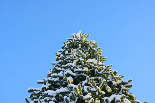 istock A Beautiful SnowCovered Christmas Tree Standing Majestically Against a Bright Clear Blue Sky 2192832441