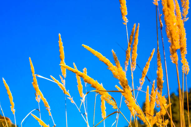 Rural natural scenery under the blue sky