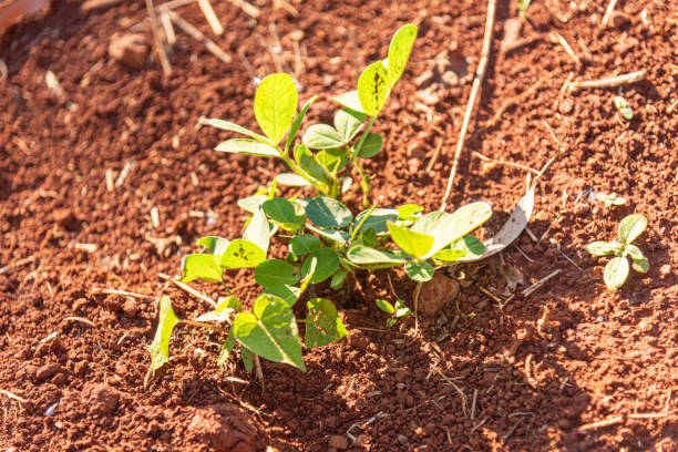 Arachis hypogaea leaves and plant.