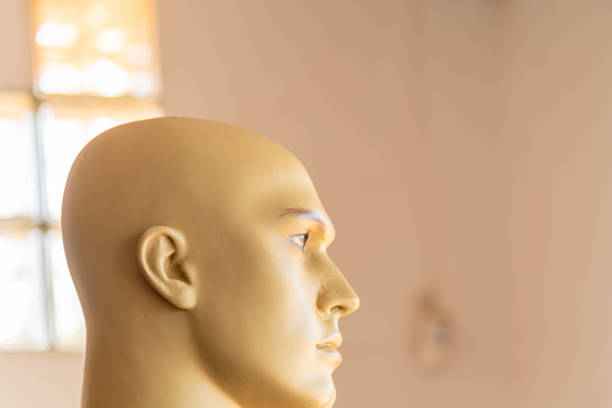 A mannequin is a doll, often articulated, used by artists, tailors, dressmakers, window dressers and others, especially to display or fit clothing and show off different fabrics and textiles.
