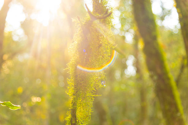 Mosses in a tropical forest in Brazil.