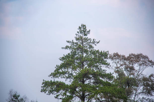 Natural Pinus elliottii on white background
