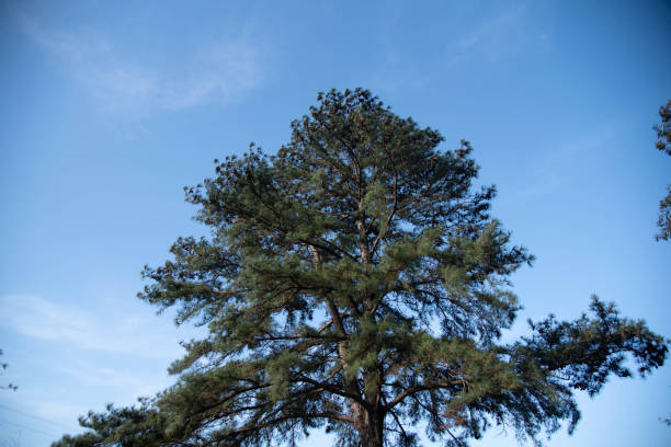 istock Pinus elliottii tree on blue background 2192835980