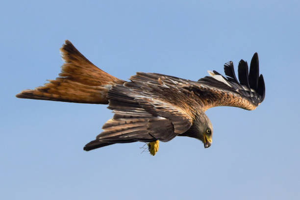 istock Red kite flying with grass in talons. Chilterns. 2192838048