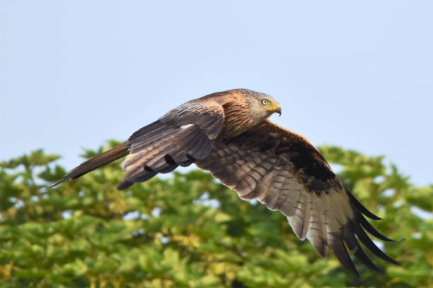 istock Red kite flying against treetops. Chiltens. 2192838053