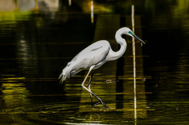 istock A white bird is walking in the water 2192838954