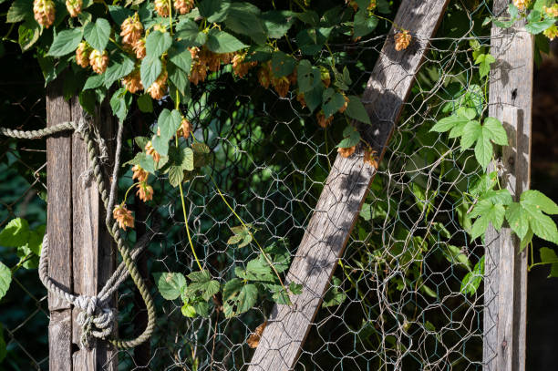 A rustic wooden fence intertwined with chicken wire, adorned by climbing hops plants with green leaves and golden flowers. The natural setting evokes a rural and organic atmosphere.