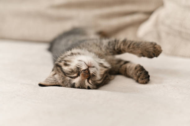 istock A cute little kitten is sleeping with its eyes closed 2192839909
