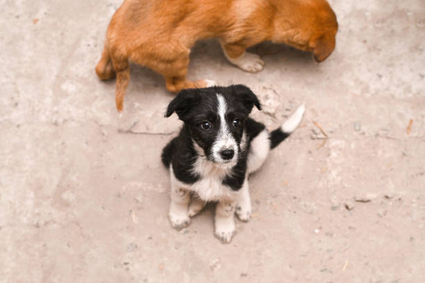 mongrel dogs. mongrel puppies on the floor
