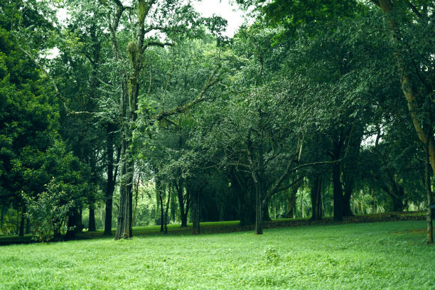 abstract view of trees with grass ground in the park