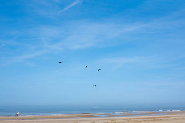 Seagulls flying over the water of the sea, with blue sky