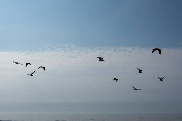 istock Birds flying over the sea in the blue sky 2192841734