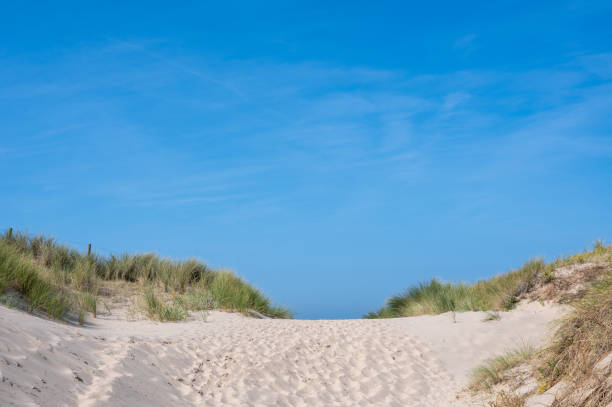 istock Path through the dunes with beach grass on the North Sea coast 2192841787