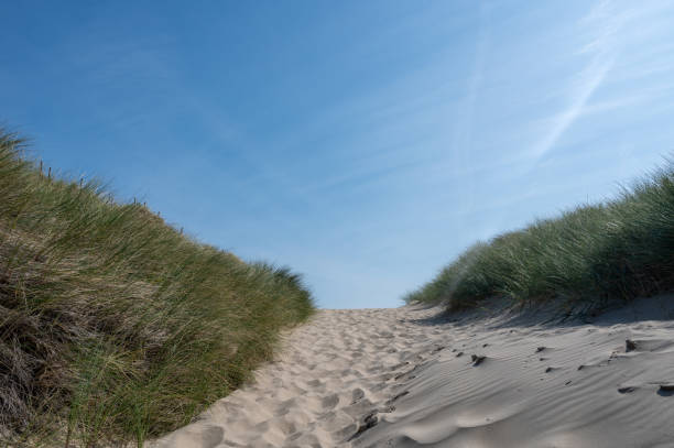 istock Path through the dunes with beach grass on the North Sea coast 2192841801