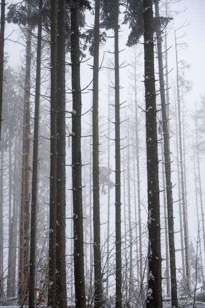 Trees in a forest in winter with snow and fog
