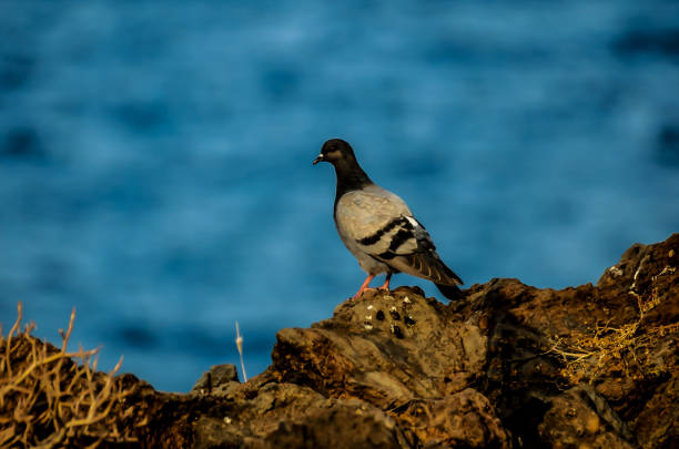 A pigeon is perched on a rock near the water. The bird is looking to its left. The sky is blue and the water is calm