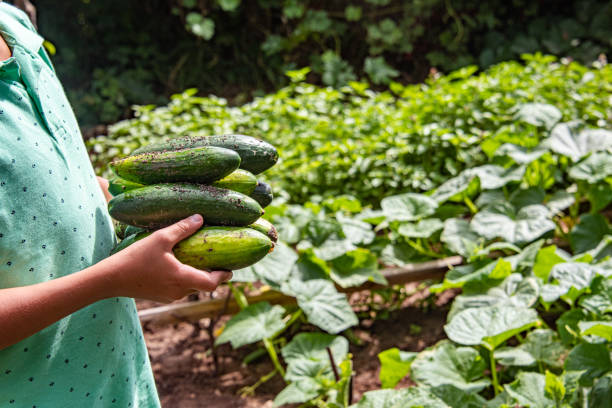 Child carrying freshly picked cucumbers in the garden