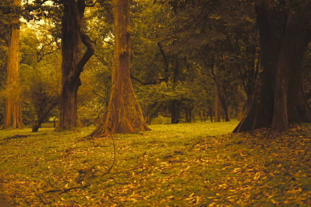 Dreamy Thuringian Forest