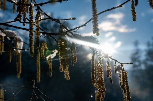 Hazel bush with flowers in winter ( Corylus avellana ) covered in snow in winter with shining sun