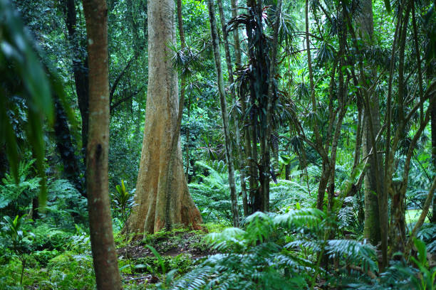 istock green forest in the morning 2192842930