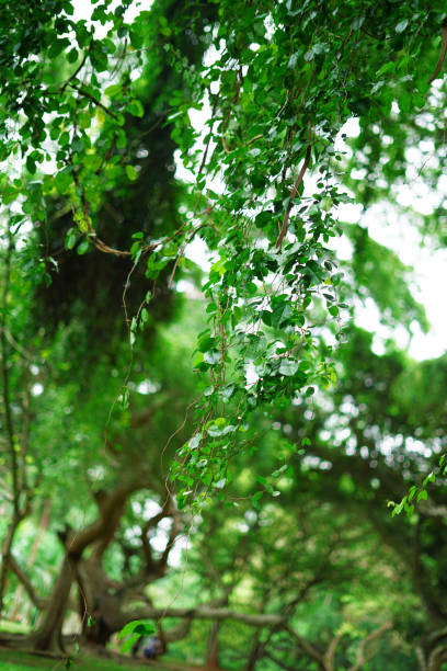green leaves in the forest
