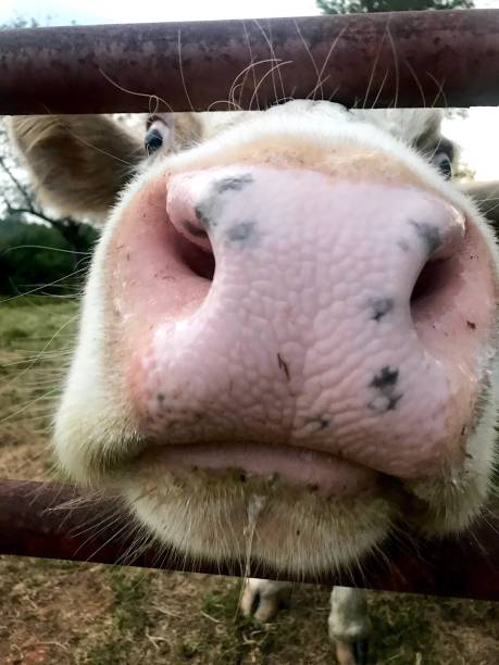 istock Cow being a tad bit NOSEy 2192843791