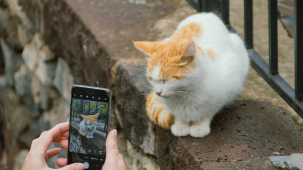 istock The cat is lying on a stone wall 2192843990
