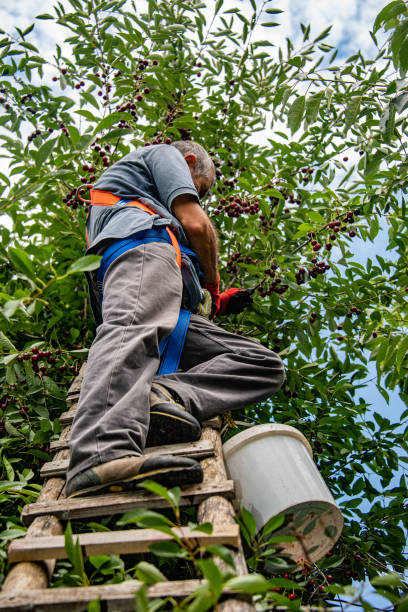 A man picking cherries with a long ladder