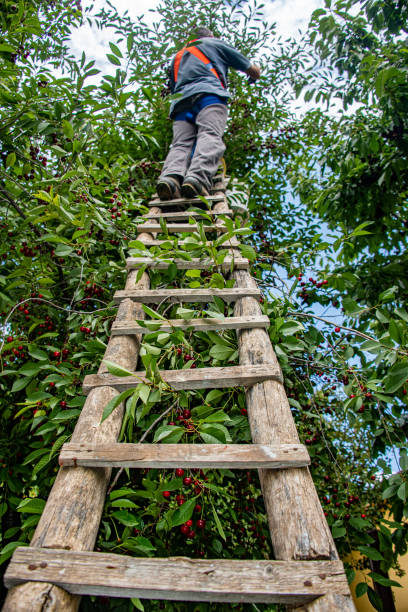 A man picking cherries with a long ladder