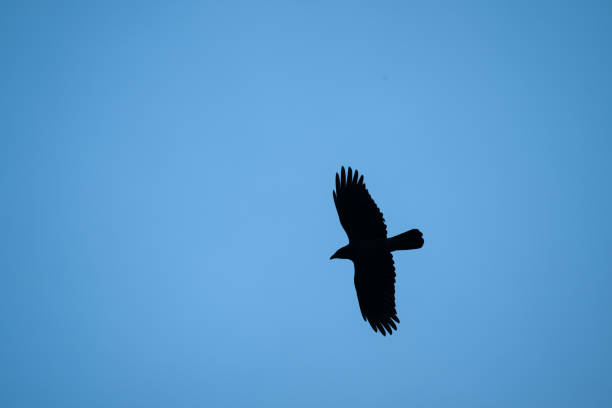 Raven in flight.