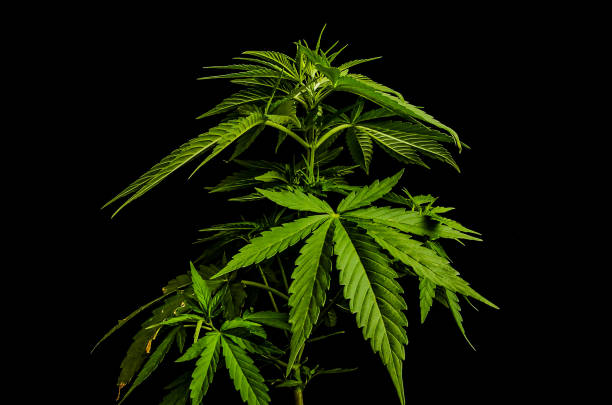 istock A large green marijuana plant with a dark background 2192844752
