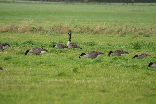 istock Canada geese grazing in a green field. 2192844758