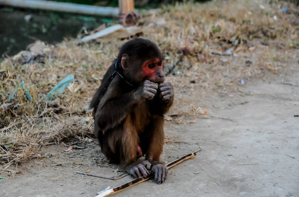 A monkey is sitting on the ground with a leash around its neck. The leash is attached to a stick