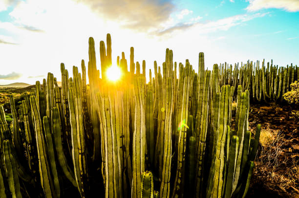 istock A field of cacti with the sun shining on them 2192844789