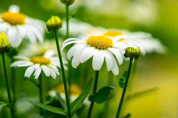 Daisy flowers in a field at summer