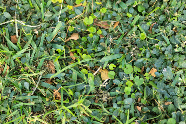 grove and foreground of lawn and cut grass