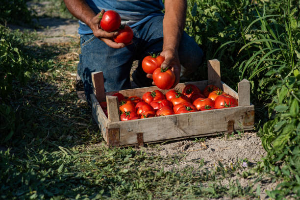 Farmer placing tomatoes collected from the field into the crate