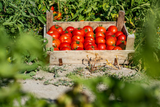 istock A crate of tomatoes picked from the field 2192847164