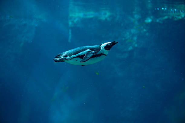istock African penguins swimming in sea 2192847864