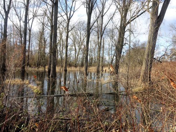 istock Flooded forest with bare trees and debris 2192848380