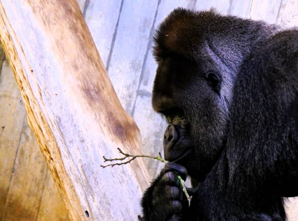 Close-up of a gorilla holding a twig against a wooden background, showcasing its thoughtful expression.