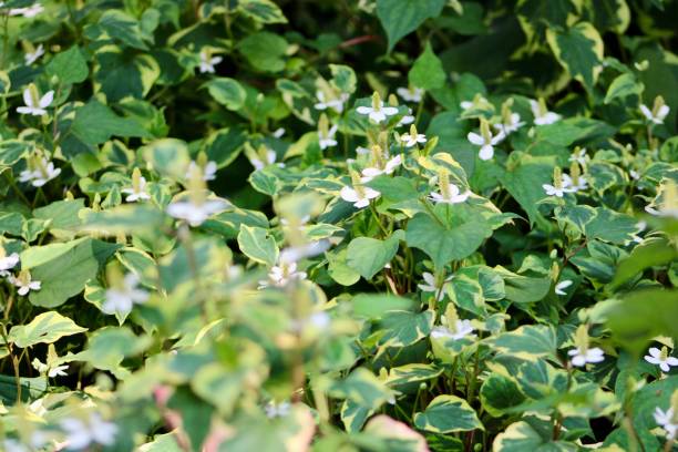 istock Golden King Holly Bush 2192848570