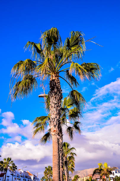 istock Three palm trees are standing tall in the sky, with a blue sky in the background 2192850049