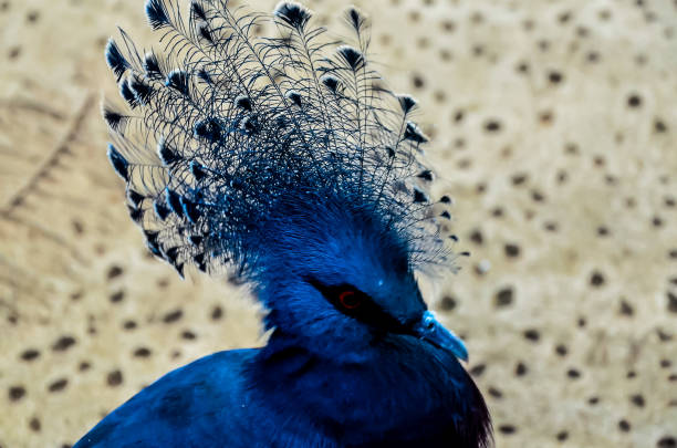 A blue bird with a large, colorful head. The bird is standing on a brown surface. The bird's head is the main focus of the image