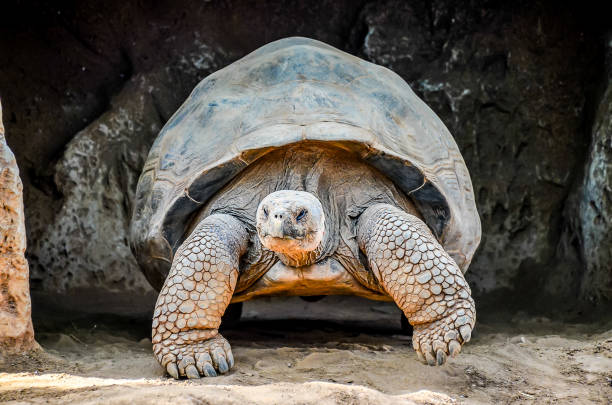 istock A large tortoise is standing in front of a rock wall 2192850062