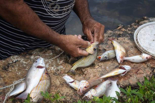 istock Man cleaning freshly caught fish on rocky shore. 2192850396