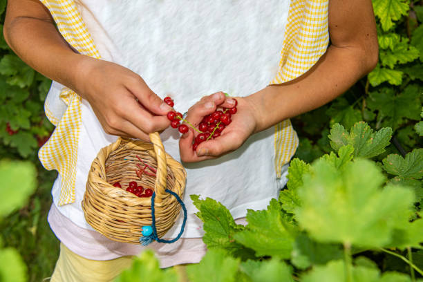 A girl picking red currants in a small basket in close-up